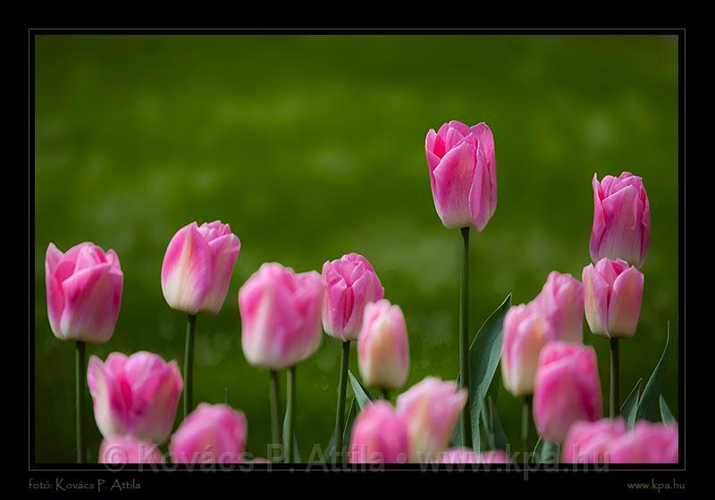 Keukenhof Hollandia 011.jpg